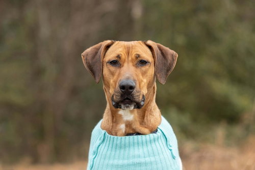 LAIA - Labrador Retriever / Hound available for adoption