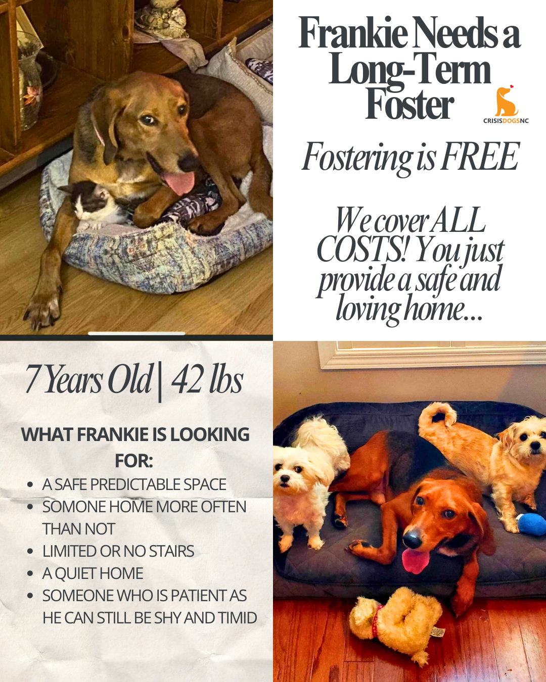 Frankie (Long Term/Forever Foster Needed)