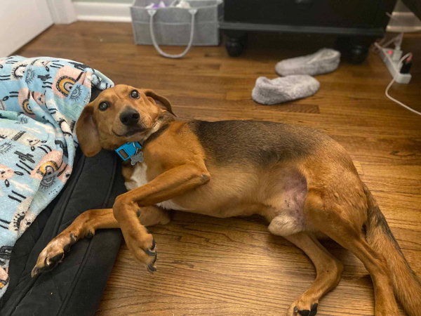 Frankie (Long Term/Forever Foster Needed)