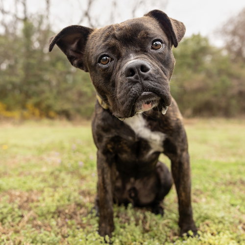 picture of the dog needing adoption
