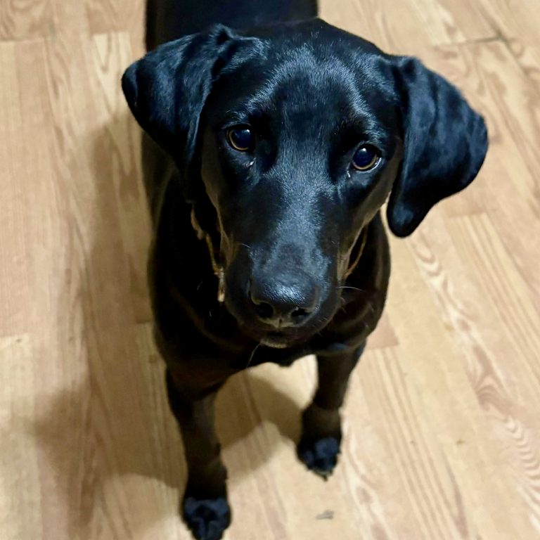 Evie