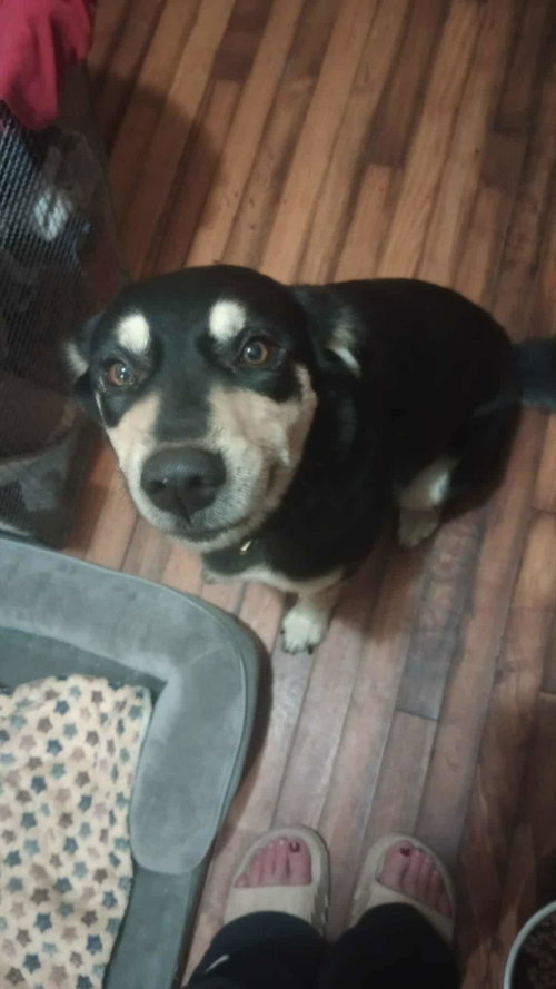 NOLA - German Shepherd Dog / Husky available for adoption