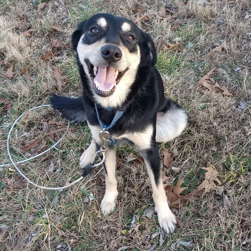 picture of the dog needing adoption