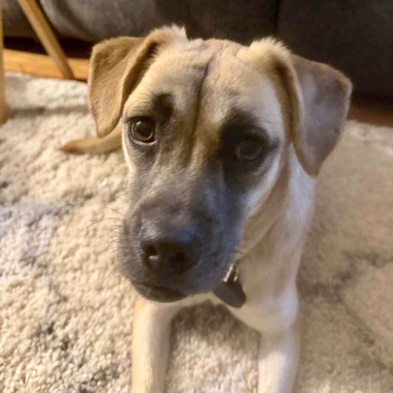 Stella