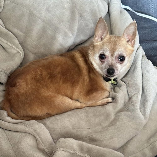 picture of the dog needing adoption