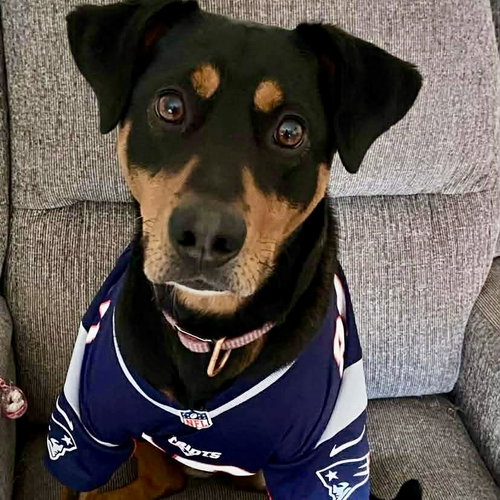 picture of the dog needing adoption