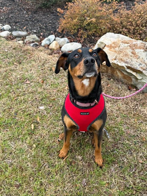 picture of the dog needing adoption