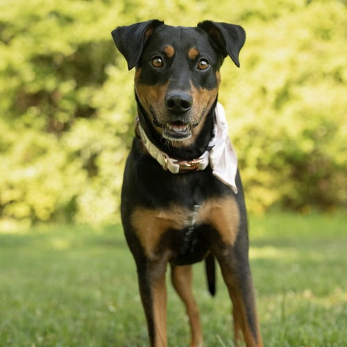 Sable, an adoptable Doberman Pinscher in Spring Lake, NC