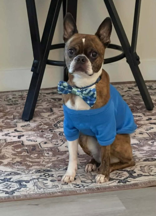 picture of the dog needing adoption