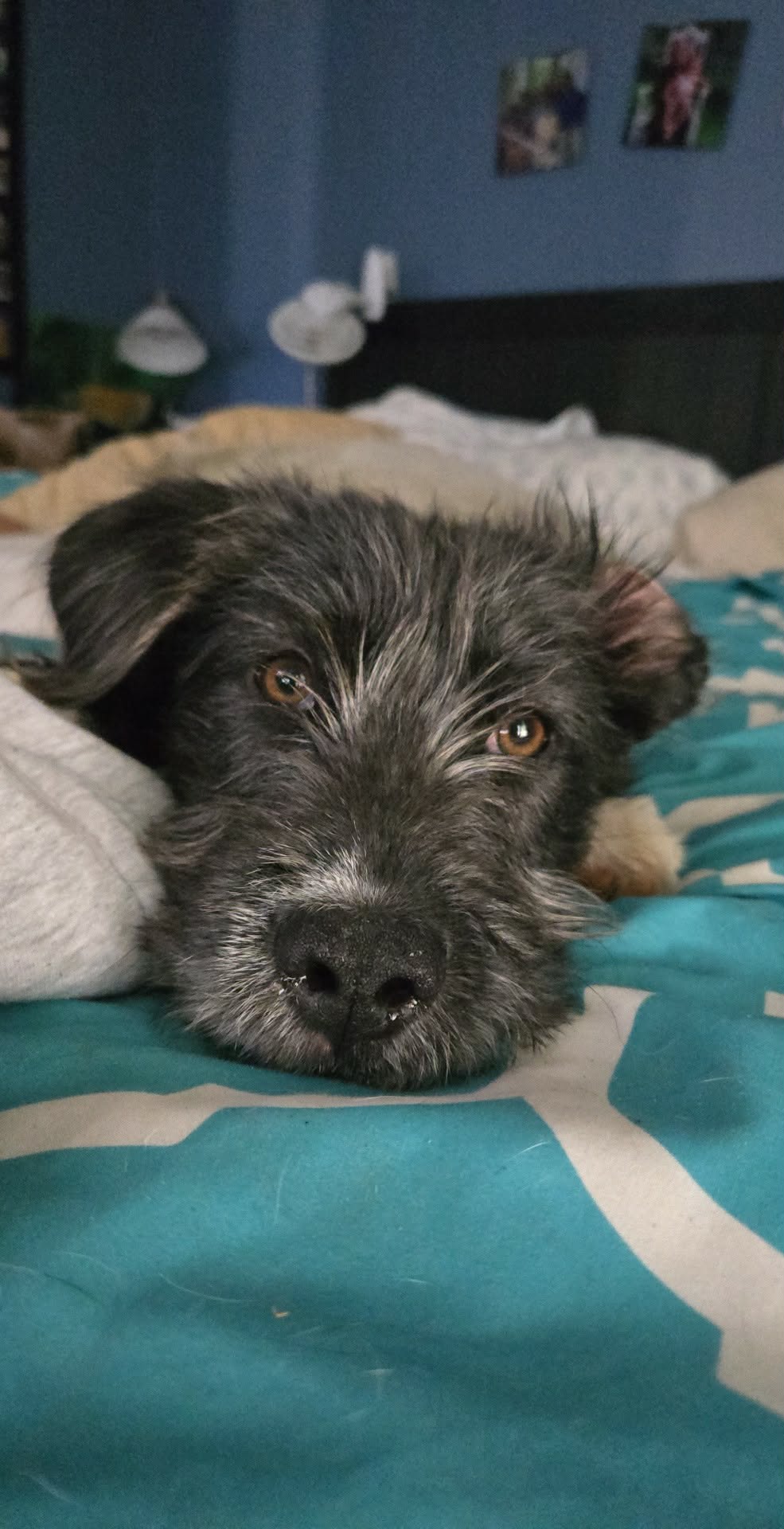 Angus