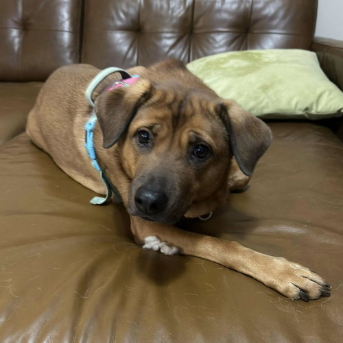 picture of the dog needing adoption