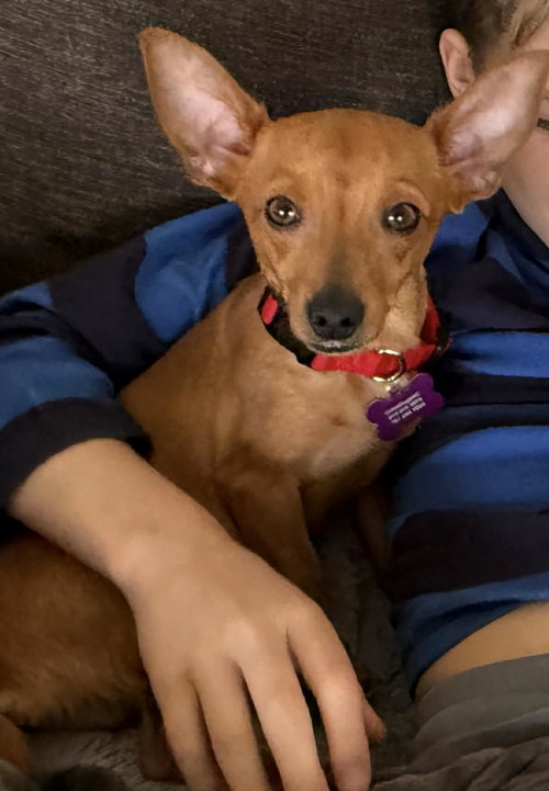picture of the dog needing adoption