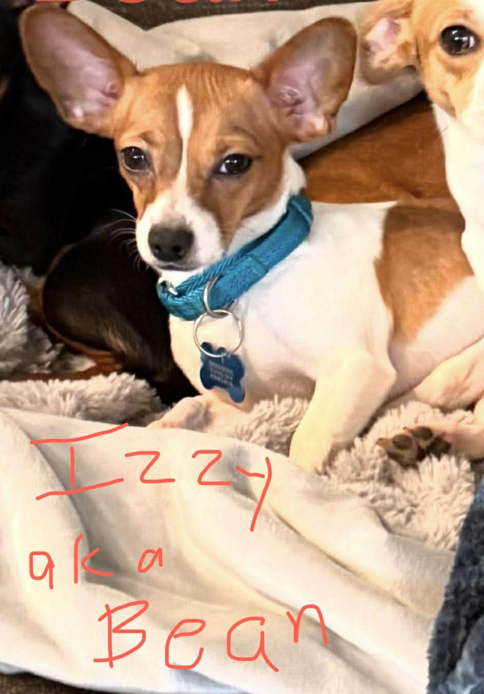 Izzy