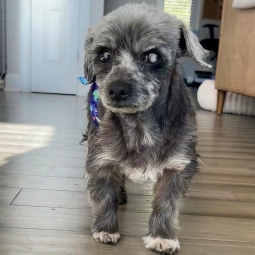 picture of the dog needing adoption
