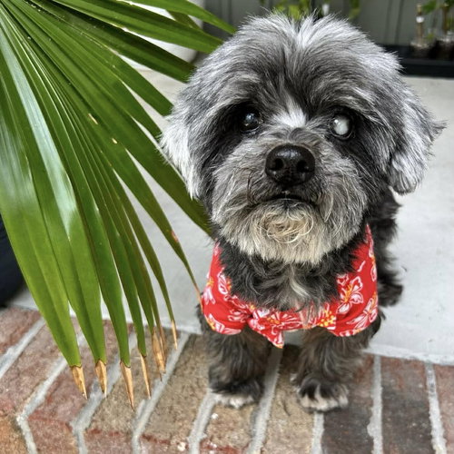Otto Jones, an adoptable Poodle in Spring Lake, NC