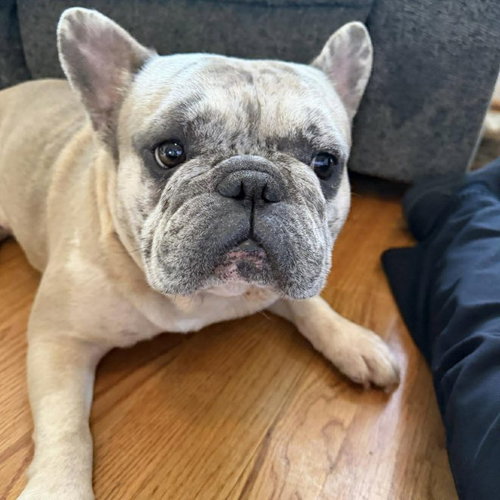 picture of the dog needing adoption