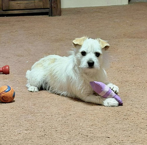 picture of the dog needing adoption