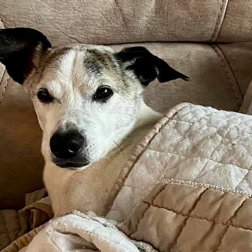Jack Henry, an adoptable Whippet in Spring Lake, NC