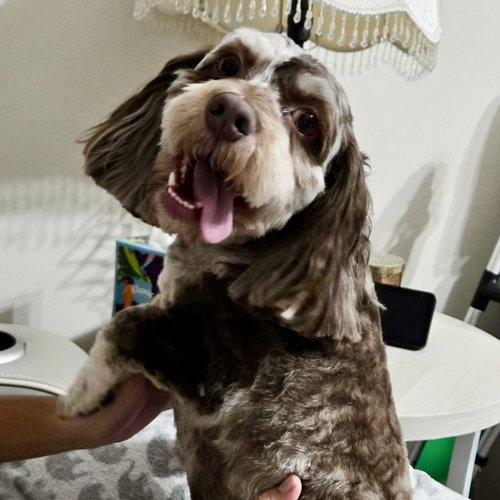 Mochi, an adoptable Cockapoo in Spring Lake, NC