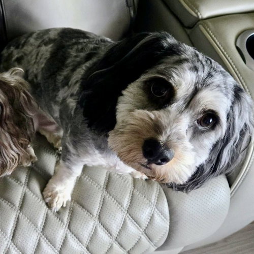 Sushi, an adoptable Cockapoo in Spring Lake, NC