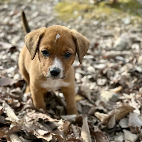 Caramel, an adoptable Cattle Dog in Spring Lake, NC