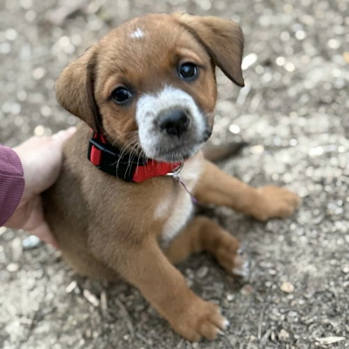 Butterscotch, an adoptable Cattle Dog in Spring Lake, NC