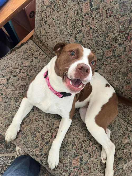 Pop Tart, an adoptable American Pit Bull Terrier in Spring Lake, NC