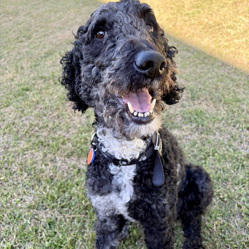 Abbott, an adoptable Poodle in Spring Lake, NC