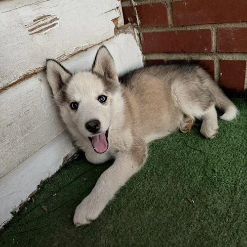 Princess Leia, an adoptable Husky in Spring Lake, NC