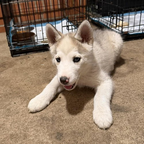 Luke Skywalker, an adoptable Husky in Spring Lake, NC