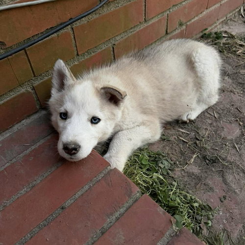 Chewbacca, an adoptable Husky in Spring Lake, NC