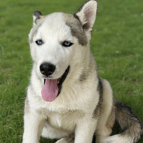 Chewbacca, an adoptable Husky in Spring Lake, NC