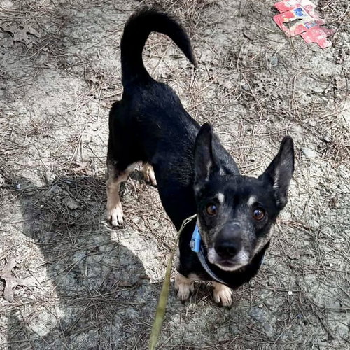 picture of the dog needing adoption