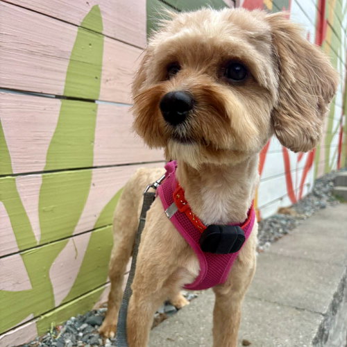 picture of the dog needing adoption