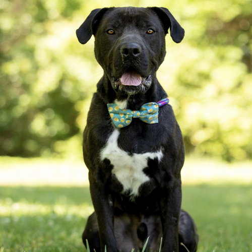 Lukas, an adoptable Labrador Retriever in Spring Lake, NC