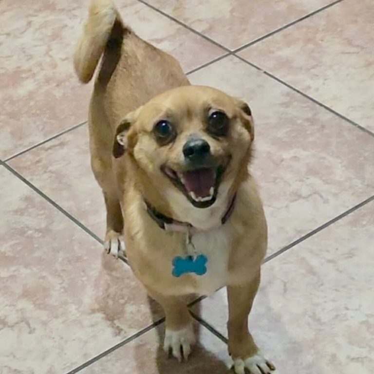 Scrappy Doo
