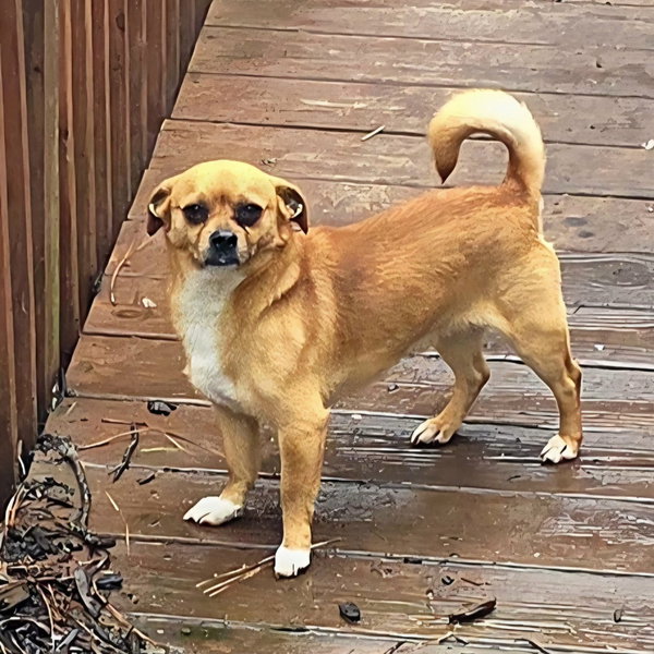 Scrappy Doo