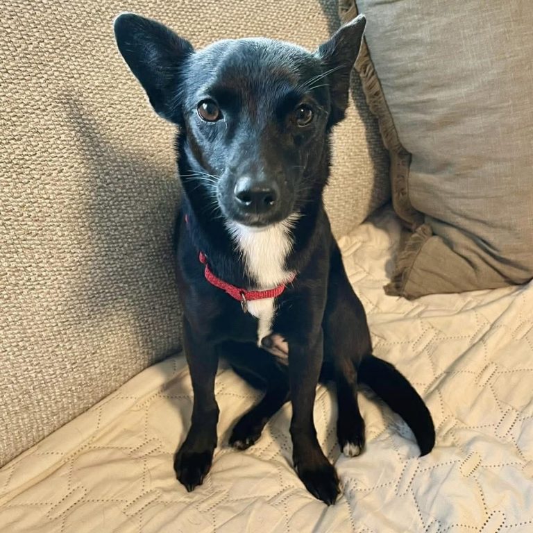 Bailey