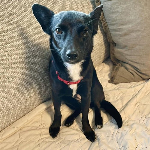 picture of the dog needing adoption