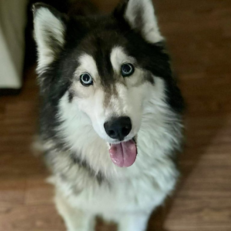 Bella
