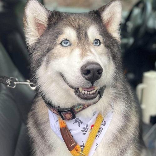 Bella, an adoptable Alaskan Malamute in Spring Lake, NC