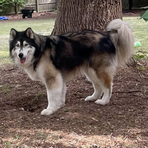 Bella, an adoptable Alaskan Malamute in Spring Lake, NC