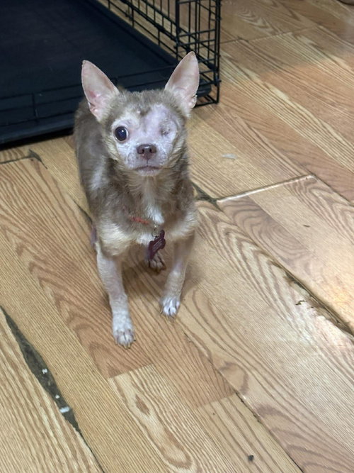 Curly Fries, an adoptable Chihuahua in Spring Lake, NC