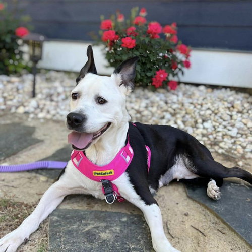 Rhianne, an adoptable Labrador Retriever in Spring Lake, NC