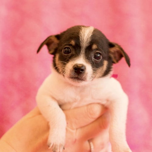 Clara, an adoptable Terrier in Spring Lake, NC