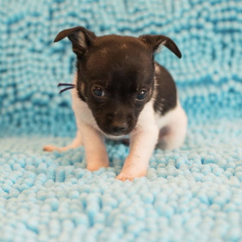 Henry, an adoptable Terrier in Spring Lake, NC