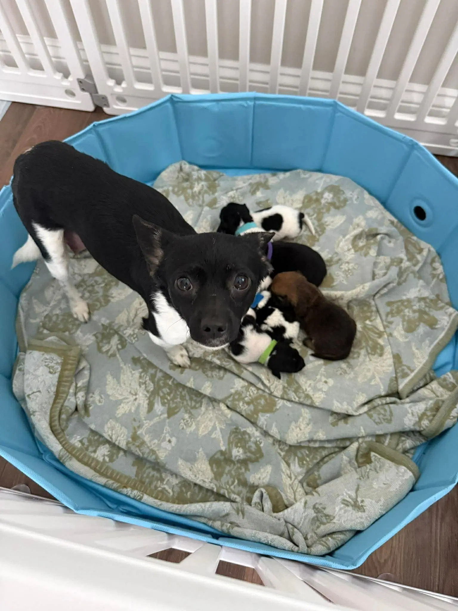 Lola image 2