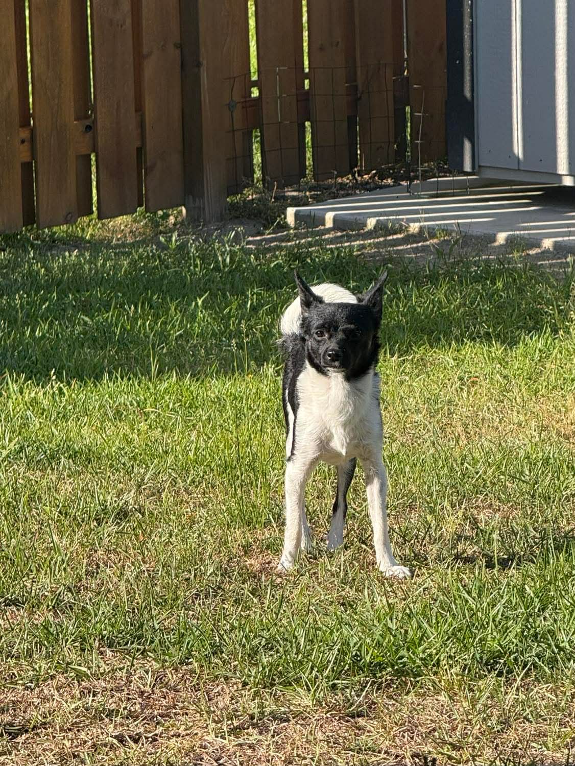 Lola image 3