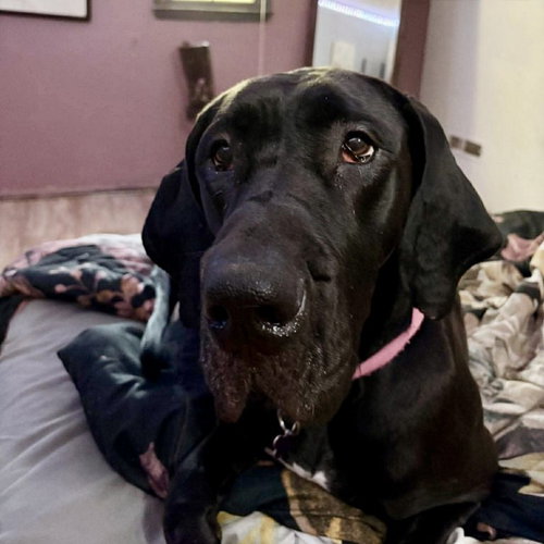 Delta, an adoptable Great Dane in Spring Lake, NC