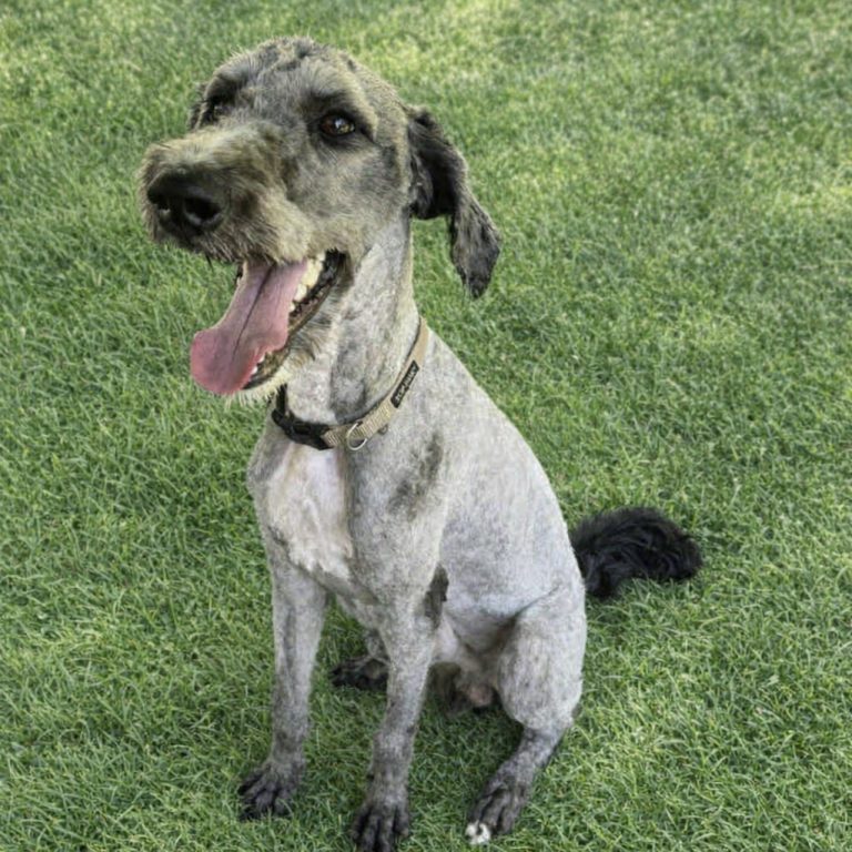 Cornelius